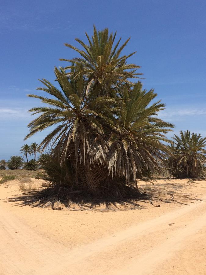 Dar Jasmin Djerba Bed & Breakfast Temlale Luaran gambar